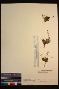 Draba cruciata image